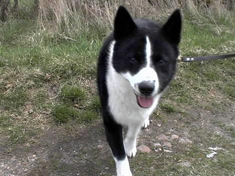 Karelsk bjørnehund Qato DØD  R.I.P 5/3-06 billede 12