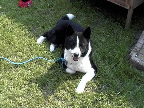 Karelsk bjørnehund Qato DØD  R.I.P 5/3-06 - Hold nu op.. ikke flere billeder... billede 13