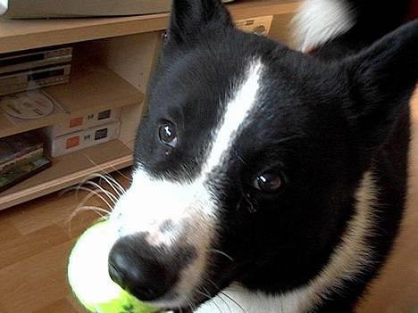 Karelsk bjørnehund Qato DØD  R.I.P 5/3-06 billede 14