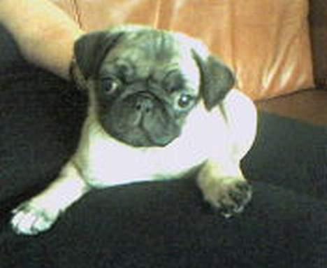 Mops Emil - Her ligger jeg på min mor. billede 4