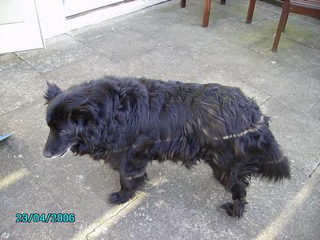 Blanding af racer Trine - <33 billede 4