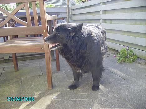 Blanding af racer Trine - <33 billede 5