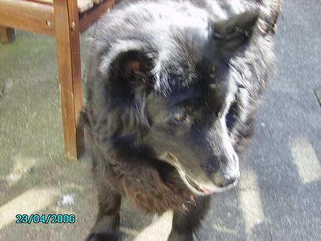 Blanding af racer Trine - <33 billede 6