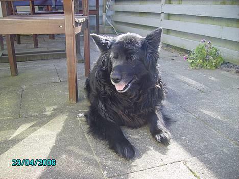 Blanding af racer Trine - <33 billede 7