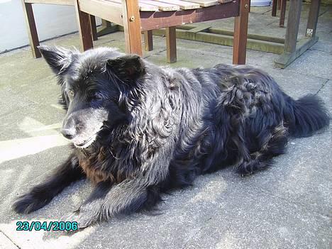 Blanding af racer Trine - <33 billede 8