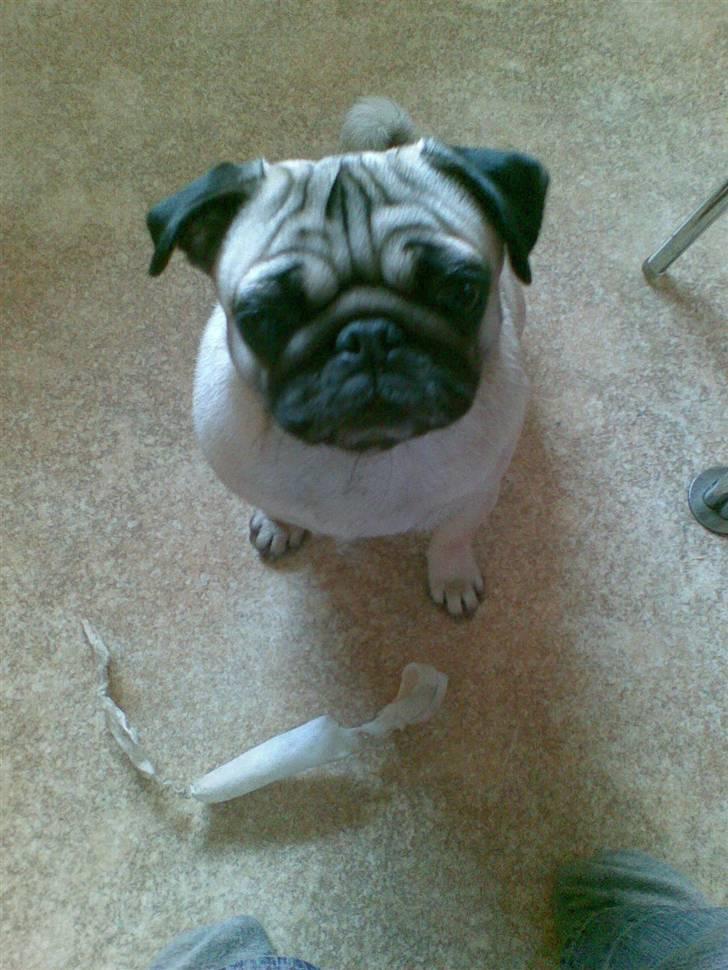 Mops Sille - Er jeg ikk` bar dejlig.. :) billede 2