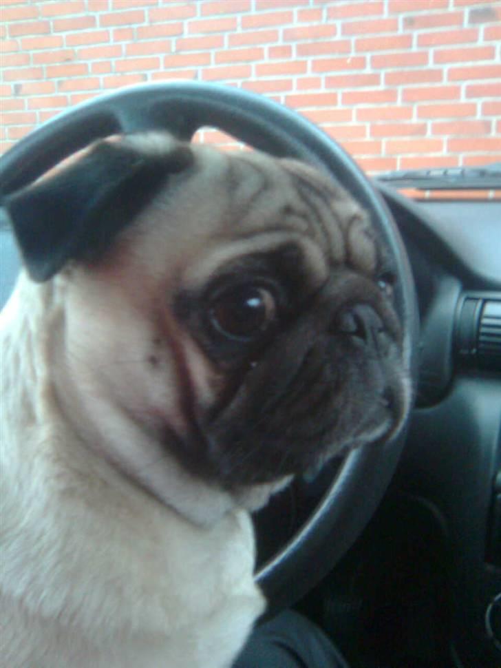 Mops Sille billede 3