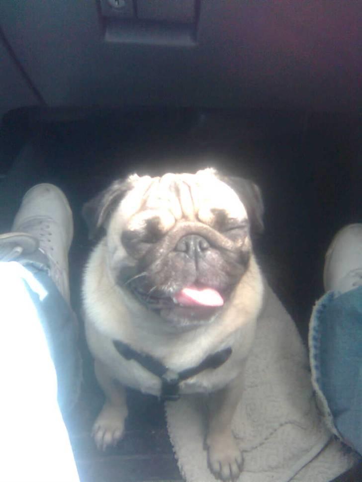 Mops Sille billede 4