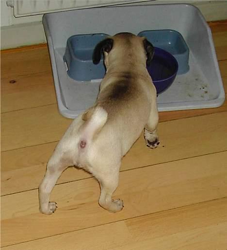 Mops Sille billede 5