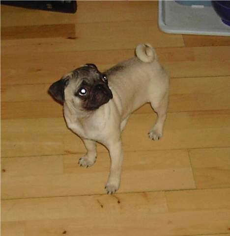 Mops Sille billede 6