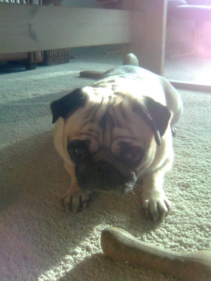 Mops Sille billede 8