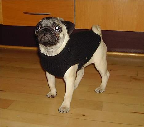 Mops Sille - kom nu moar.. vi skal ud og gå... billede 9