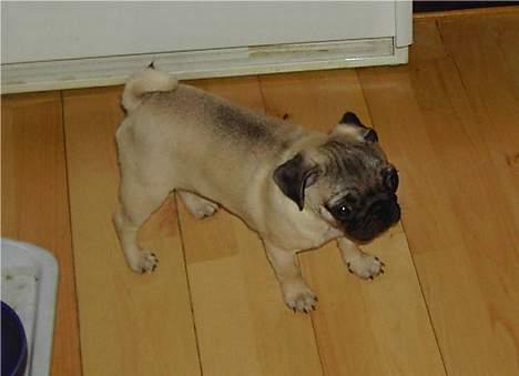 Mops Sille billede 10