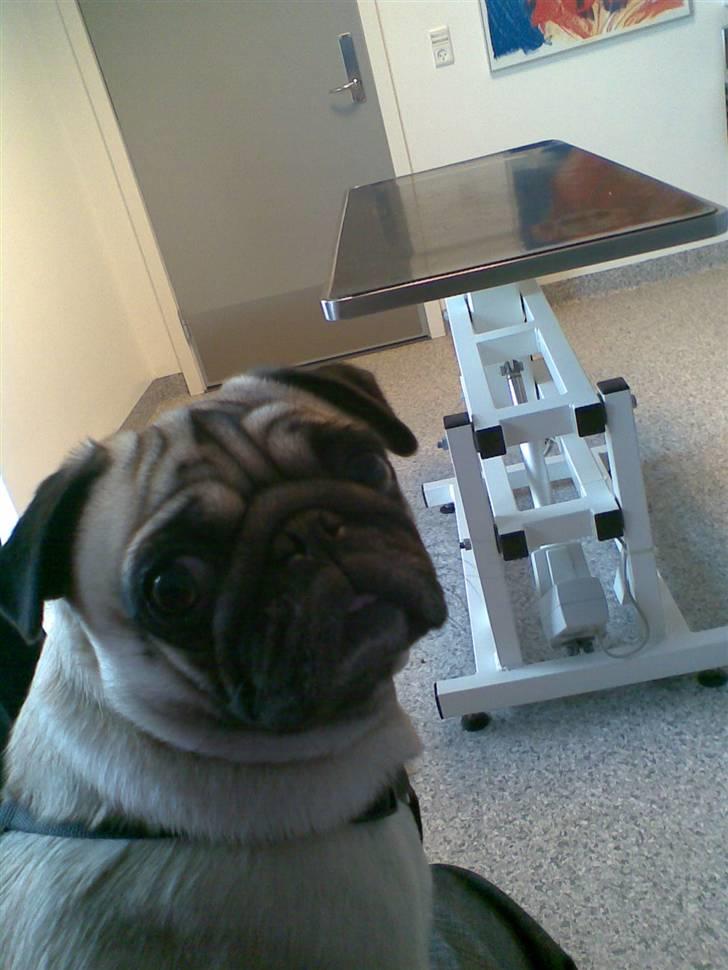 Mops Sille billede 11