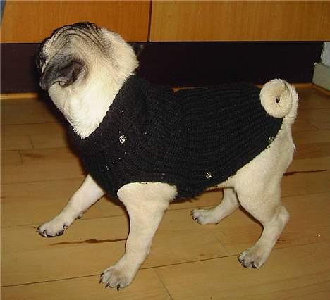 Mops Sille billede 12