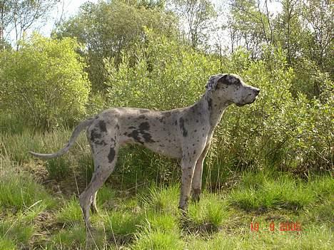 Grand danois Apollo *Savner dig* billede 8