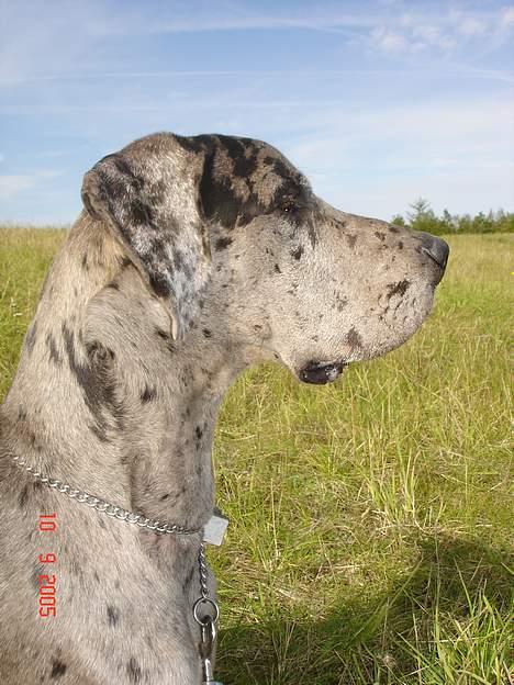 Grand danois Apollo *Savner dig* billede 9