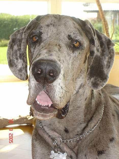 Grand danois Apollo *Savner dig* billede 10