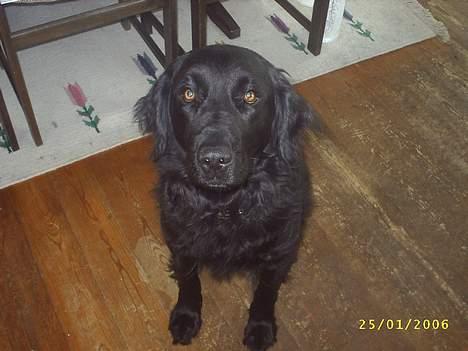Flat coated retriever Bellis - Hvil i Fred - Moar, jeg skal sådan tisse! Læg nu det kamera! billede 10