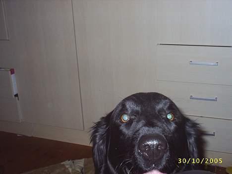 Flat coated retriever Bellis - Hvil i Fred - Hun skubbede hvis nok til stolen eller sådan noget, så billedet blev lidt sjovt :) billede 11