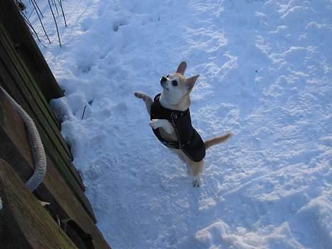 Chihuahua Tusse - jeg fandt ud af indhegningen men kan ikke komme ind igen øv billede 7