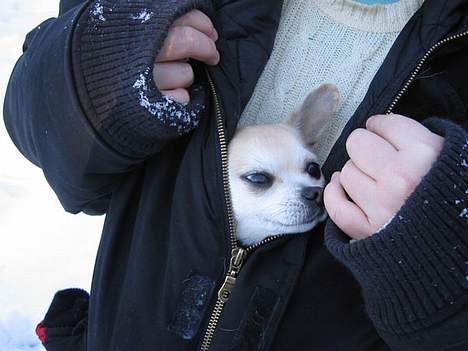 Chihuahua Tusse billede 8