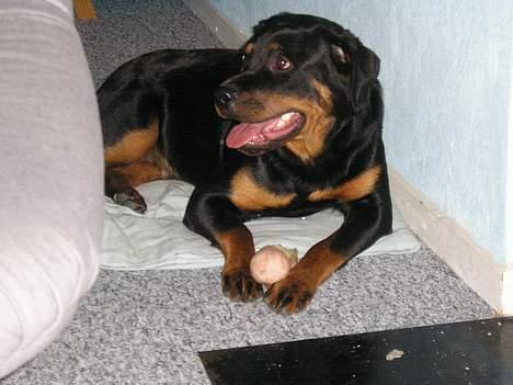 Rottweiler Zanya billede 1