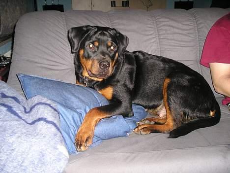 Rottweiler Zanya billede 2