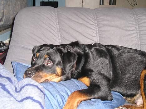 Rottweiler Zanya billede 3