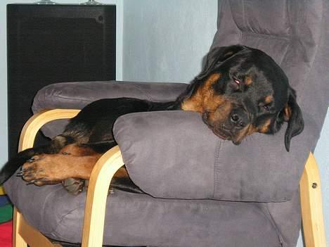 Rottweiler Zanya - Sov fint billede 6