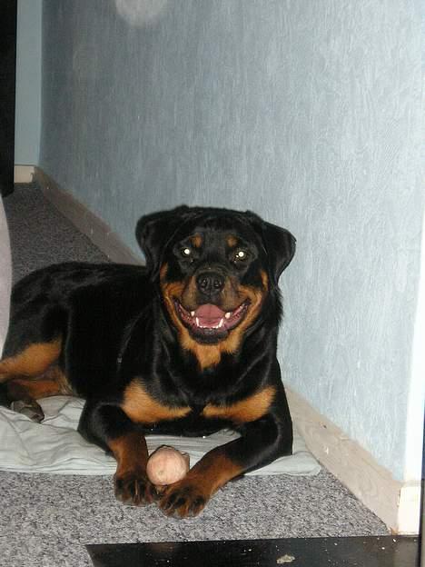 Rottweiler Zanya billede 8