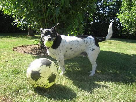 Blanding af racer : Max *Død* - Hmm, hva skal jeg vælge?- fodbolden eller tennisbolden? billede 3