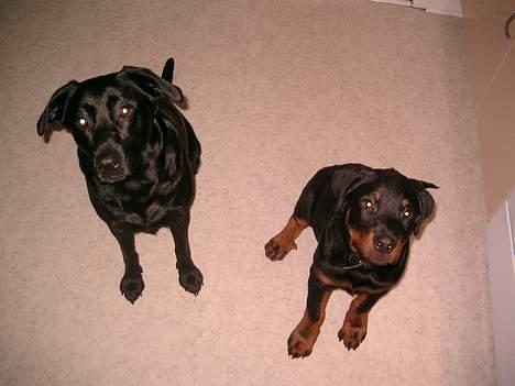 Rottweiler Nico - Her er vi så!!! billede 7