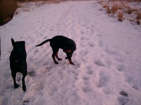 Rottweiler Nico billede 8