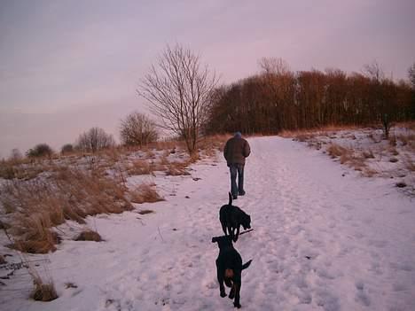 Rottweiler Nico billede 9