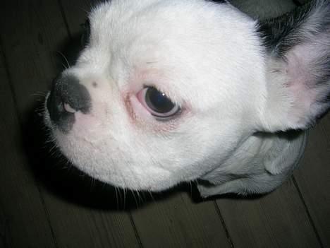 Fransk bulldog Anton billede 15