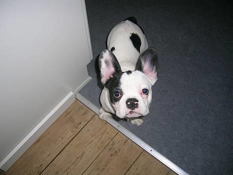 Fransk bulldog Anton billede 16