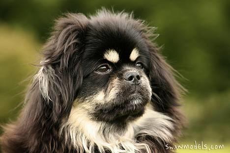 Tibetansk spaniel Sommerlyst´s Kham-Pa Zeus - Ansigtet taler for sig selv :-) billede 12