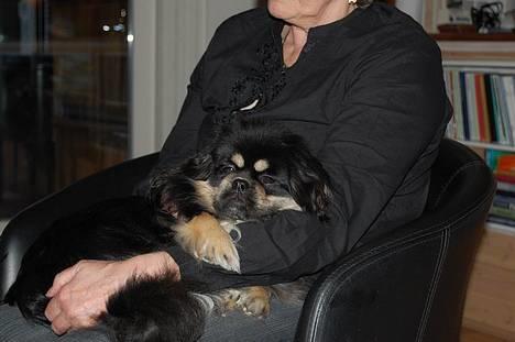 Tibetansk spaniel Sommerlyst´s Kham-Pa Zeus - Man skal vågne langsomt, siger de kloge... billede 13