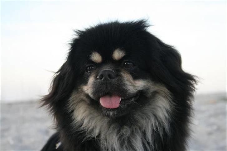 Tibetansk spaniel Sommerlyst´s Kham-Pa Zeus - Ih, hvor er der dejligt ved vandet :-) billede 14