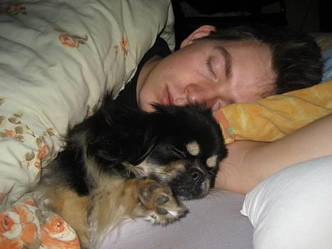 Tibetansk spaniel Sommerlyst´s Kham-Pa Zeus - Snupper lige en lur med far :-) billede 15