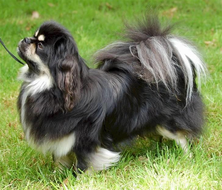 Tibetansk spaniel Sommerlyst´s Kham-Pa Zeus - Træner til udstilling. billede 16