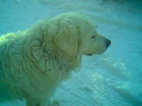 Polski owczarek podhalanski Argos - Min smukke dreng Argos billede 2