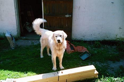 Polski owczarek podhalanski Argos - Argos ude og tjekke om alle høns er der billede 3