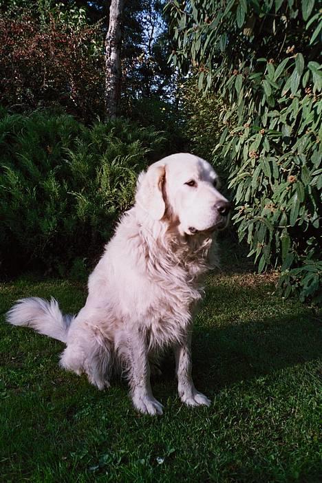 Polski owczarek podhalanski Argos - Argos  billede 4