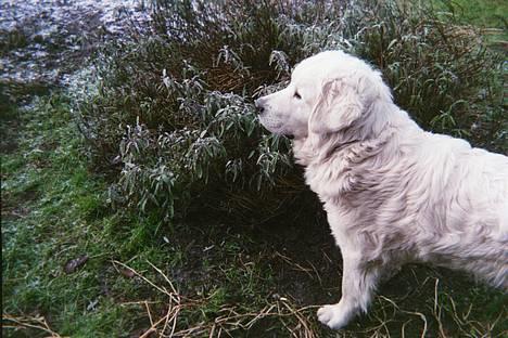 Polski owczarek podhalanski Argos - Argos skuer ud over markerne billede 5