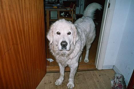 Polski owczarek podhalanski Argos - Argos - meget våd og beskidt billede 6