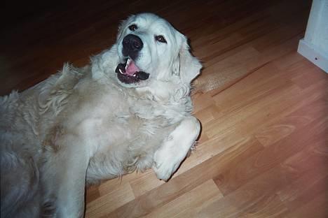 Polski owczarek podhalanski Argos - Kom nu og klø mig på maven.... billede 7