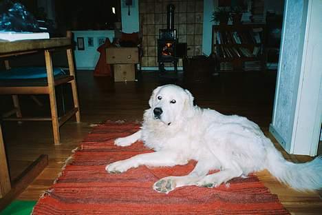 Polski owczarek podhalanski Argos - Er du nu der igen? billede 9