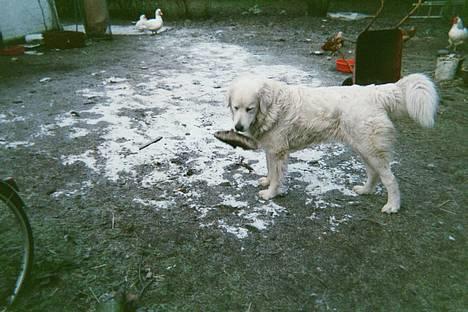 Polski owczarek podhalanski Argos - He He har lige snuppet Trines sutsko billede 10